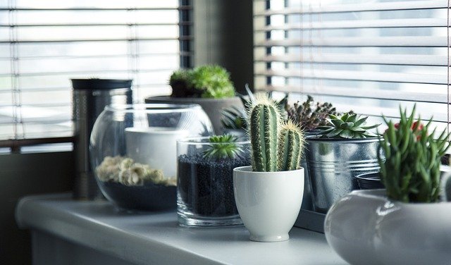 玄関の観葉植物おすすめ21選！風水効果抜群！	 | plush.のイメージ