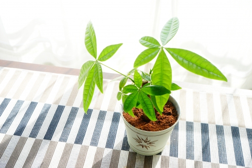 観葉植物を風水で選ぶ！玄関・トイレ・リビング・キッチンなど！ | plush.のイメージ