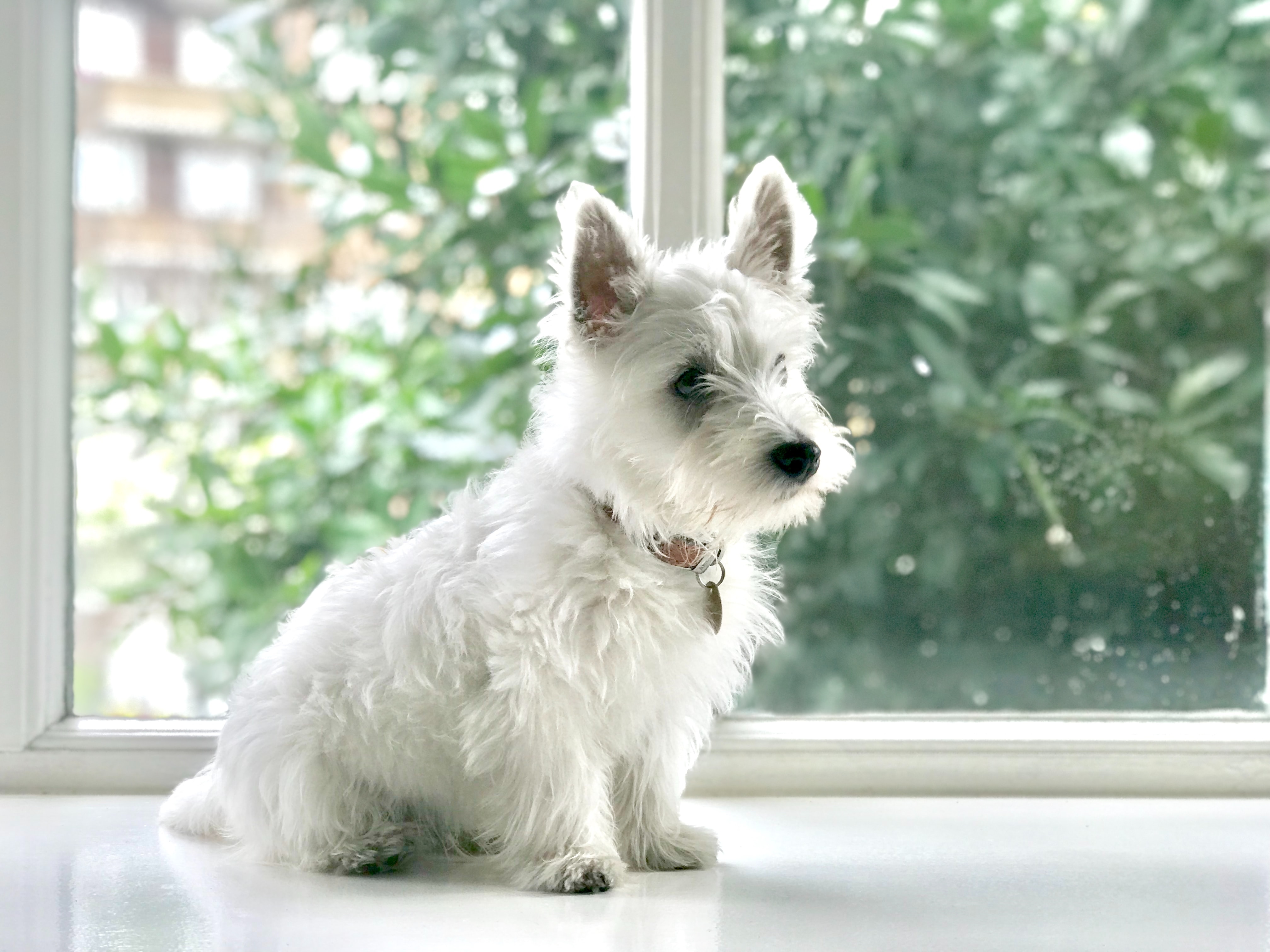 【夢占い】白い犬の夢が意味するものは?どんなメッセージ? | plush.のイメージ