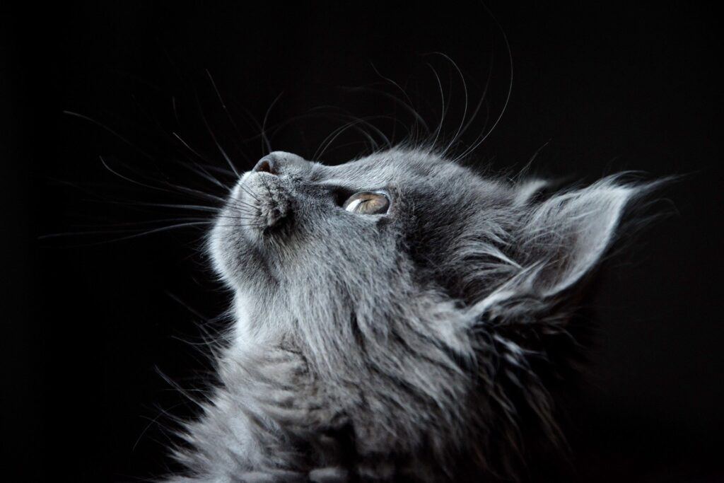 猫が死ぬ夢占い21選！飼い猫・野良猫・事故などパターン別に紹介